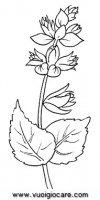 disegni_da_colorare_natura/fiore_fiori/salvia.JPG