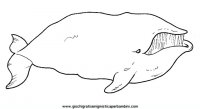 disegni_da_colorare_animali/animali_acquatici/balena.JPG