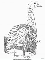 disegni_da_colorare_animali/animali_fattoria/nene.JPG