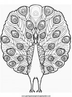 disegni_da_colorare_animali/animali_fattoria/peacock.JPG