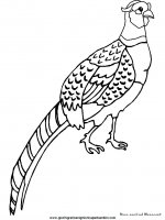 disegni_da_colorare_animali/animali_fattoria/pheasant.JPG