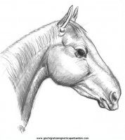 disegni_da_colorare_animali/cavallo_cavalli/cavallo_cavalli_68.JPG