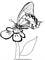 disegni_da_colorare_animali/farfalla_farfalle/farfalle_9.JPG