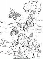 disegni_da_colorare_animali/farfalla_farfalle/farfalle_a11.JPG