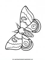 disegni_da_colorare_animali/farfalla_farfalle/farfalle_d2.JPG