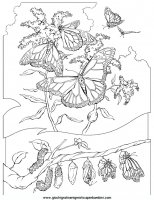 disegni_da_colorare_animali/farfalla_farfalle/farfalle_d6.JPG