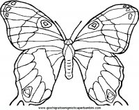 disegni_da_colorare_animali/farfalla_farfalle/farfalle_d7.JPG