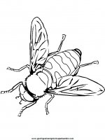 disegni_da_colorare_animali/insetto_insetti/ape_6.JPG