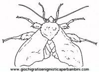disegni_da_colorare_animali/insetto_insetti/insetti_b9667.JPG