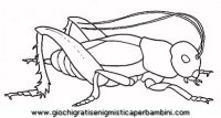 disegni_da_colorare_animali/insetto_insetti/insetti_b9680.JPG