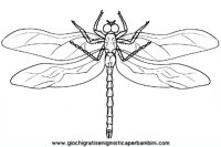 disegni_da_colorare_animali/insetto_insetti/libellula_2.JPG