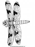 disegni_da_colorare_animali/insetto_insetti/libellule_4.JPG