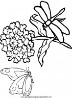 disegni_da_colorare_animali/insetto_insetti/libellule_6.JPG