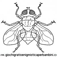 disegni_da_colorare_animali/insetto_insetti/mosca.JPG