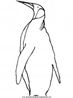 disegni_da_colorare_animali/pinguino_pinguini/pinguino_8.JPG