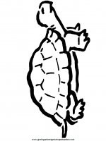 disegni_da_colorare_animali/tartaruga_tartarughe/tartaruga_b9.JPG