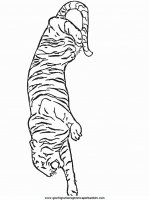 disegni_da_colorare_animali/tigre_tigri/tigre_10.JPG