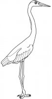 disegni_da_colorare_animali/uccello_uccelli/airone.jpg