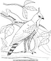disegni_da_colorare_animali/uccello_uccelli/an-uccello5.JPG