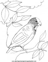 disegni_da_colorare_animali/uccello_uccelli/an-uccello7.JPG