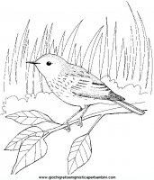 disegni_da_colorare_animali/uccello_uccelli/an-uccello8.JPG