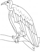 disegni_da_colorare_animali/uccello_uccelli/avvoltoio.jpg