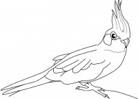 disegni_da_colorare_animali/uccello_uccelli/cacatua.jpg