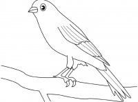 disegni_da_colorare_animali/uccello_uccelli/canarino.jpg