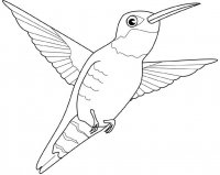 disegni_da_colorare_animali/uccello_uccelli/colibri.jpg