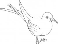 disegni_da_colorare_animali/uccello_uccelli/merlo.jpg