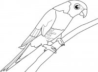 disegni_da_colorare_animali/uccello_uccelli/pappagal.jpg