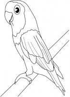 disegni_da_colorare_animali/uccello_uccelli/pappapagallo.jpg