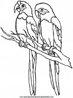 disegni_da_colorare_animali/uccello_uccelli/parrot5.JPG
