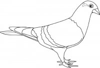 disegni_da_colorare_animali/uccello_uccelli/piccione.jpg