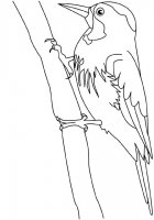 disegni_da_colorare_animali/uccello_uccelli/pivert.jpg