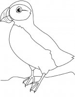 disegni_da_colorare_animali/uccello_uccelli/puffin.jpg