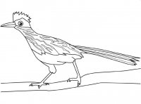 disegni_da_colorare_animali/uccello_uccelli/roadrunner.jpg