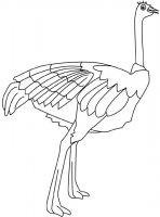disegni_da_colorare_animali/uccello_uccelli/struzzo.jpg