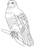 disegni_da_colorare_animali/uccello_uccelli/tortora.jpg