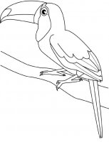 disegni_da_colorare_animali/uccello_uccelli/tucano.jpg