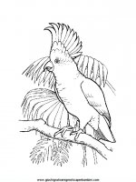 disegni_da_colorare_animali/uccello_uccelli/uccelli_01.JPG
