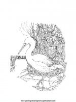 disegni_da_colorare_animali/uccello_uccelli/uccelli_03.JPG