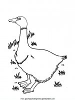 disegni_da_colorare_animali/uccello_uccelli/uccelli_05.JPG