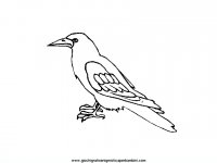 disegni_da_colorare_animali/uccello_uccelli/uccelli_06.JPG