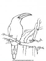 disegni_da_colorare_animali/uccello_uccelli/uccelli_07.JPG