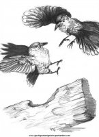 disegni_da_colorare_animali/uccello_uccelli/uccelli_12.JPG