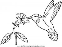 disegni_da_colorare_animali/uccello_uccelli/uccelli_23.JPG