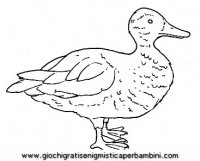 disegni_da_colorare_animali/uccello_uccelli/uccelli_b9652.JPG