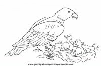 disegni_da_colorare_animali/uccello_uccelli/uccelli_b9653.JPG