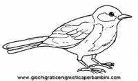 disegni_da_colorare_animali/uccello_uccelli/uccelli_b9660.JPG